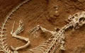 Descubren tráfico ilegal de fósiles prehistóricos en la frontera franco-española