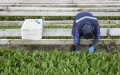 Desmantelan red de tráfico laboral : Marroquíes engañados con falsos permisos en Francia