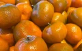 Después de Nadorcott, una nueva mandarina marroquí queda protegida en Europa hasta 2056