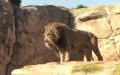 Disputa financiera frena la inauguración del nuevo zoo de Casablanca