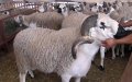 Eid al-Adha 2023 en Francia : Fechas, tradiciones y celebraciones musulmanas