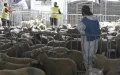 Eid al-Adha 2026 : los musulmanes de Francia esperan el anuncio de Arabia Saudita