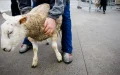 Eid al-Adha en Bélgica : la policía allana casas y confisca ovejas