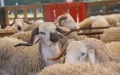 Eid al-Adha : los compradores marroquíes hacen esperar a los ganaderos