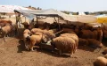 Eid al-Adha : Malas noticias para los marroquíes