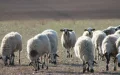 Eid al-Adha : Marruecos boicotea España, Argelia aprovecha la oportunidad