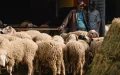 Eid al-Adha en Marruecos : el espectro de una nueva suspensión regresa