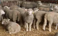Eid al Adha en Marruecos : Mercado negro de ovejas desafía prohibición real