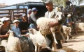 Eid al-Adha : Marruecos pone fin al caos anual de la venta de ovejas