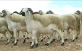 Eid al-Adha : por qué la ola de calor amenaza tus carnes