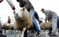 Eid en Bélgica : la polémica del sacrificio ritual inflama Bruselas