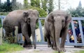 Elefantas rescatadas de circos inician nueva vida en Marruecos tras rehabilitación en Bélgica