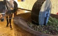 Emprendedor marroquí revive tradición familiar : Del olivo en Taza al aceite ecológico en Vendée