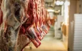Escándalo en Bélgica : Explotación laboral en mataderos ilegales de pollos sacude Brujas