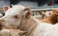 Escándalo bovino : Empresas marroquíes buscan alternativas tras incumplimiento de proveedor francés