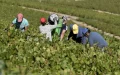 Escándalo en Burdeos : Padre e hijo acusados de tráfico humano en viñedos