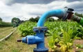 Escándalo en Casablanca : Agricultores riegan cultivos con aguas residuales ilegalmente