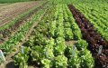 Escándalo en Fez : Altos cargos acusados de falsificar documentos para robar terreno agrícola