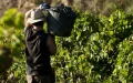Escándalo en Francia : Desmantelan red de explotación laboral de temporeros marroquíes