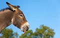 Escándalo en Marruecos : Falso brujo vende lenguas de burro como hechizo de obediencia masculina