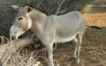 Escándalo en Meknès : Hallan cráneos de burro y sospechan venta ilegal de carne