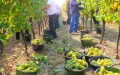 Escándalo en Saint-Émilion : Condenan a reclutadores por explotación laboral en viñedos prestigiosos