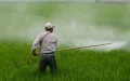 Escándalo : Syngenta exporta pesticidas letales para abejas a Marruecos y otros países
