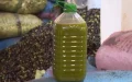 Escándalo en Taroudant : Traficantes de aceite adulterado condenados a prisión y multa millonaria