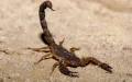 Escorpiones en Marruecos : Una IA revolucionaria para cartografiar las especies más mortales