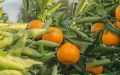 España acusa a los cítricos marroquíes de asfixiar a sus productores