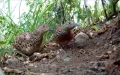 España había perdido esta especie : 18 aves llegan de Marruecos para recuperarla