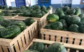 España lidera el mercado europeo de sandías mientras Marruecos pierde terreno