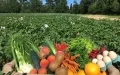España : un metal tóxico en la alimentación, los fertilizantes procedentes de Marruecos señalados