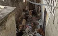 Estrellas británicas denuncian matanza de perros en Marruecos ante Mundial 2030