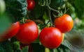 Exportaciones de tomates : cómo Marruecos ha destronado a España y se ha colocado en el 3er lugar mundial