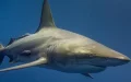 Falsa alarma : Desmienten avistamiento de tiburones en playas de Agadir
