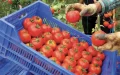 Francia exige revisar el acuerdo UE-Marruecos ante la avalancha de tomates marroquíes
