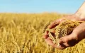 Francia exportará 300.000 toneladas de trigo a Marruecos : precios competitivos impulsan el comercio agrícola