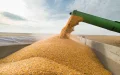 Francia lidera el suministro de trigo a Marruecos : Cambio en el panorama agrícola magrebí