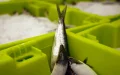 En Francia, la locura de las sardinas choca con el bloqueo marroquí