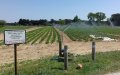 Francia revoluciona la agricultura : Aguas residuales salvarán viñedos y huertos del Mediterráneo