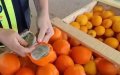 Golpe al narcotráfico en Málaga : Incautan 1.579 kg de cannabis oculto en naranjas falsas