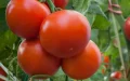 La guerra del tomate : Agricultores franceses se rebelan contra la invasión marroquí