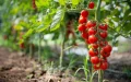 La guerra del tomate : Argelia desafía a Marruecos y España con megaproyecto agrícola