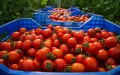 Guerra del tomate : España lanza una ofensiva contra Marruecos