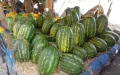 Incertidumbre en Sidi Kacem : ¿Volverán las sandías y melones a los campos marroquíes ?