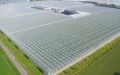 Innovación agrícola : Empresa belga inaugura invernadero de alta tecnología en Agadir