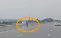 Insólito fallo judicial : Conductor gana demanda por choque con burro en autopista marroquí