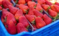 Intermarché apuesta por lo local : veto a fresas y cerezas importadas en invierno