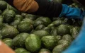 La invasión del aguacate marroquí hunde los precios en Valencia